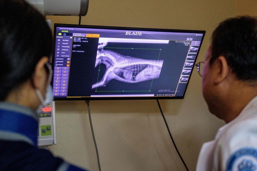 أوه، أنا الطبيب البيطري والرئيس التنفيذي لمجموعة سكاي أنيمال ميديكال، ومساعد ينظر إلى صورة الأشعة السينية للكلب جولدن دودل موزي قبل استخدام برنامج