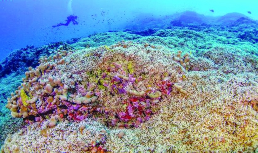 Scientists say world's largest coral found near Solomon Islands - Oman Observer