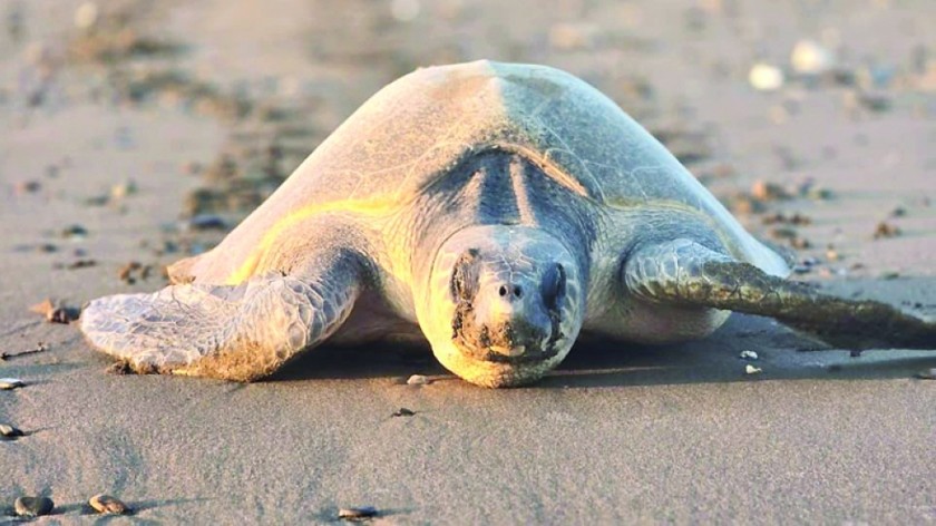 Rare Olive Ridley nesting at Al Khabourah beach - Oman Observer