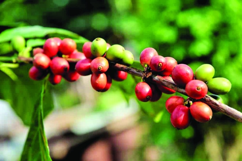The project began with the planting of 300 seedlings of the Yemeni Udaini variety, one of the world’s oldest and most prized Arabica strains. Picture for illustration only.